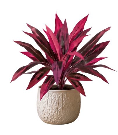 Somnera Artificial Dragon's Blood Tree Plants